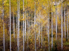 UTAH Birch Trees in Autumn